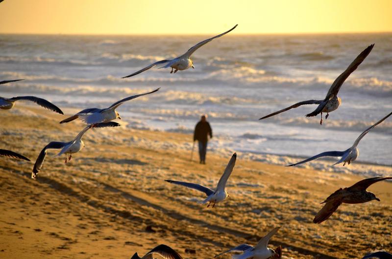 'Do not touch': Caution urged as dead wild sea birds wash up on beaches in Clare