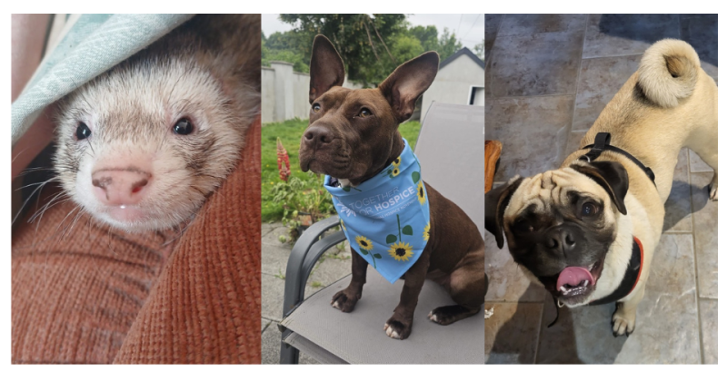 PICTURES: Flash the feret among animals looking for homes at Clare animal shelter