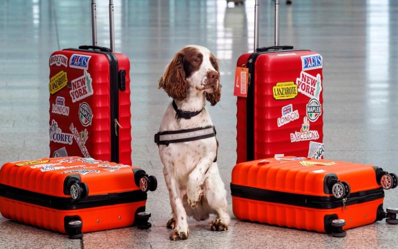 Paw-fection! Shannon Airport celebrates detector dog Brody ahead of International Dog Day