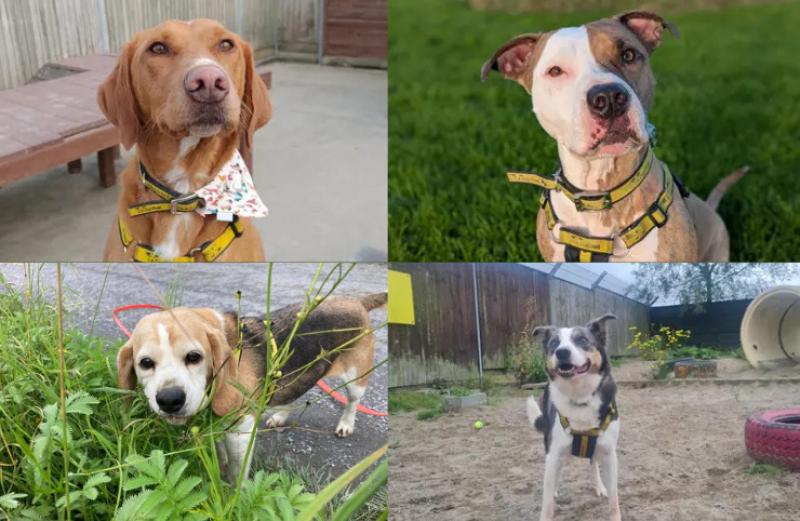 PICTURES: Take a look at these furry friends eager to be adopted at Dogs Trust