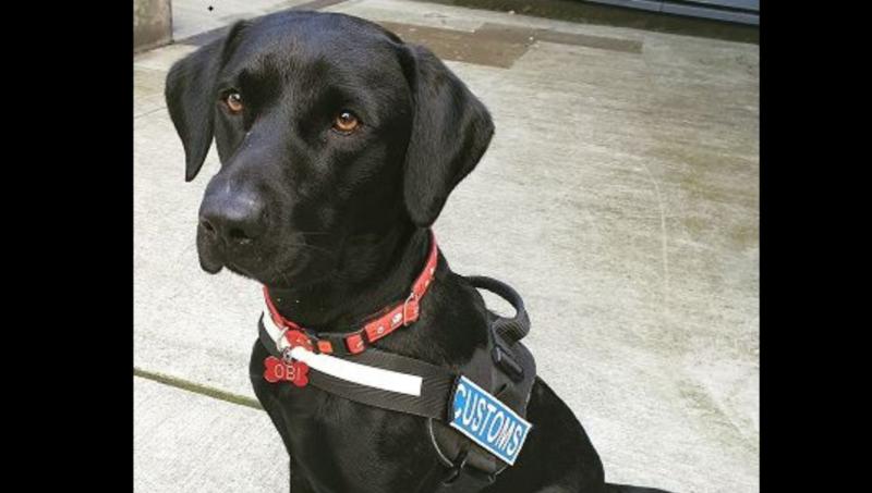 Sniffer dog help seize illegal drugs at Shannon Airport 