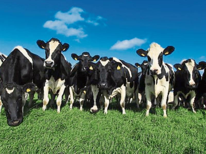 Clare among some of the largest agricultural growth rate counties