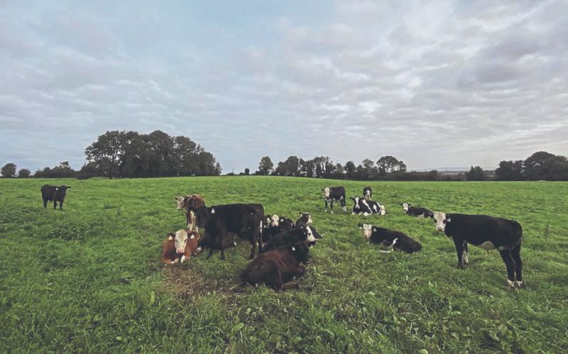 Clare land sells for ‘record’ price of €1.35m