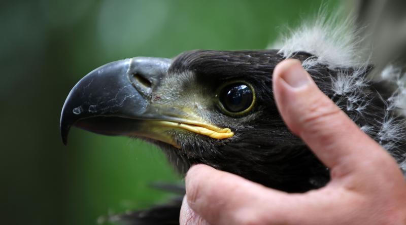 White-tailed eagle chicks spread their wings further into Clare skies