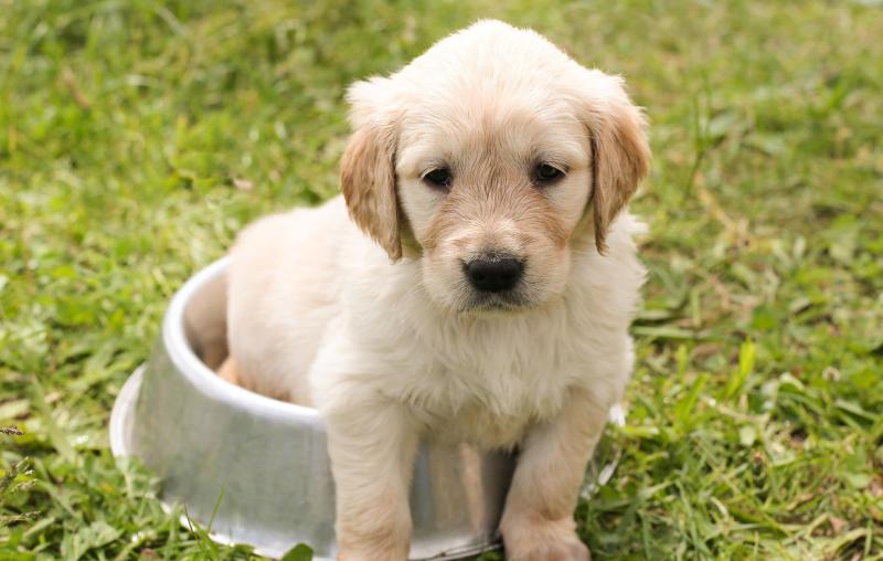 Clare Animal Welfare issue emergency foster appeal